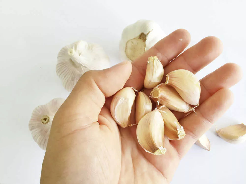 Czosnek: Esencja Intensywnego Smaku i Aromatu w Twojej Kuchni